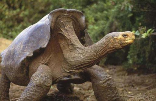 世界上最大的乌龟你知道吗英语(世界上最大的乌龟到底有多大)