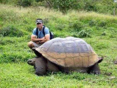 世界上最大的乌龟你知道吗英语(世界上最大的乌龟到底有多大)
